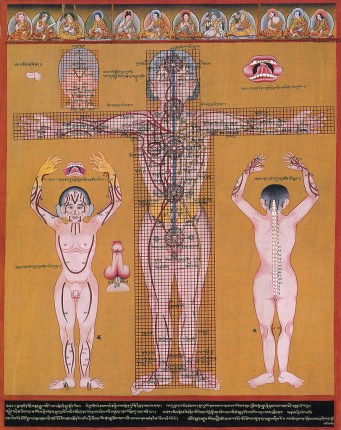 Medical diagram showing the chakra's